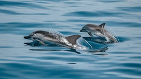 Imagini halucinante pe o plajă din Japonia! Doi turiști au fost atacați de un delfin: „Ei nu au încredere în oameni”
